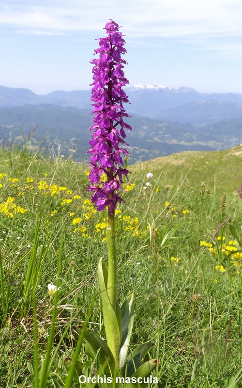 Prime fioriture di orchidee sui Monti della Laga  giugno 2021.